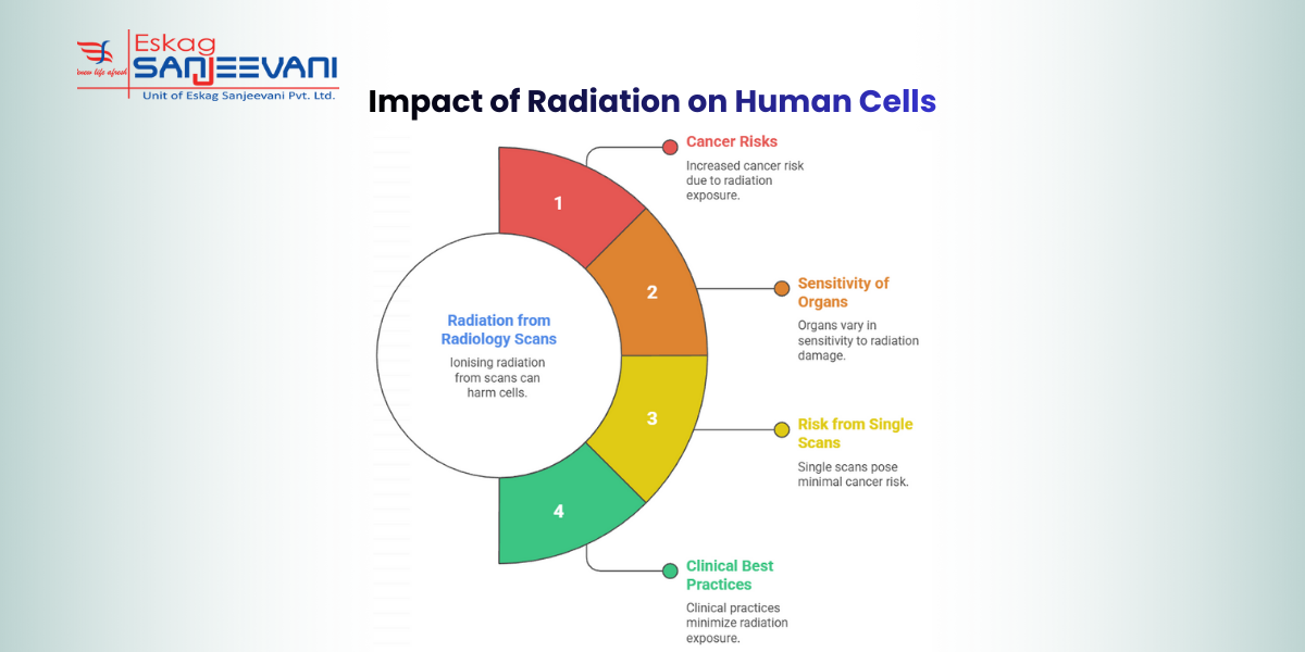 Impact of Radiation on Human Cells