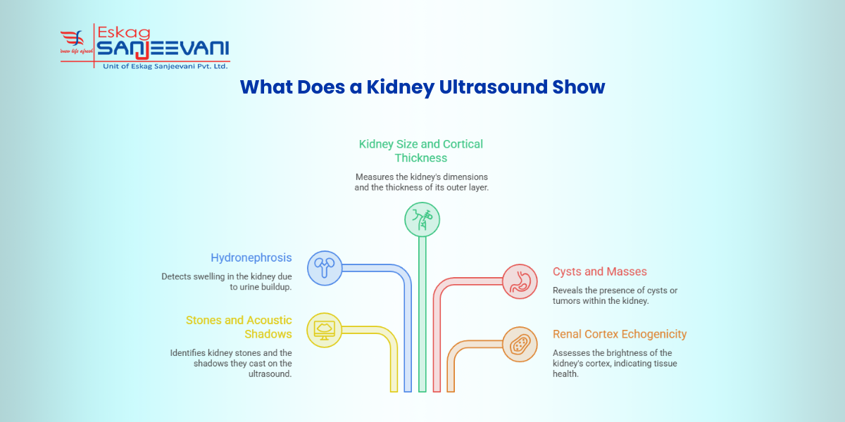 what does a kidney ultrasound show